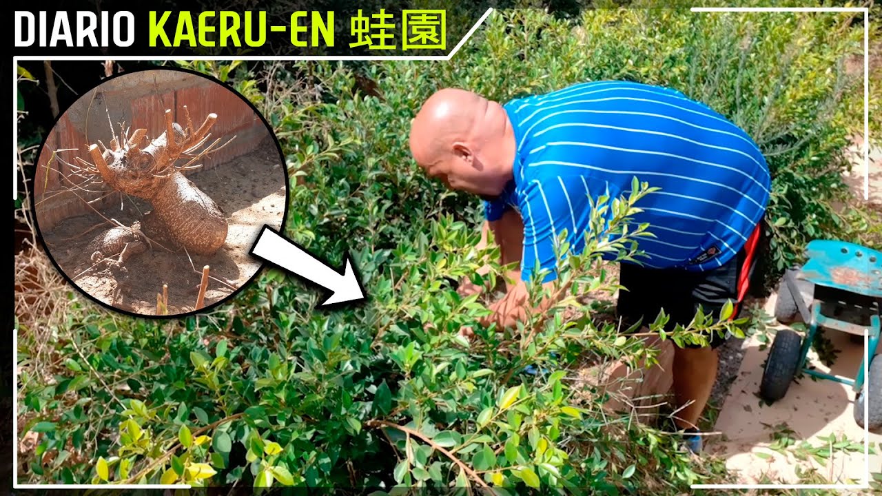 Huerto Bonsai Bancal 18 - Diario Kaeru-En 蛙園 - 20/8/25