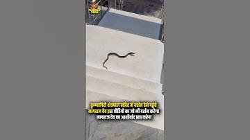 कृष्णागिरी क्षेत्रपाल मंदिर में दर्शन देने पहुंचे नागराज देव इस वीडियो का जो भी दर्शन करेगा नागराज..