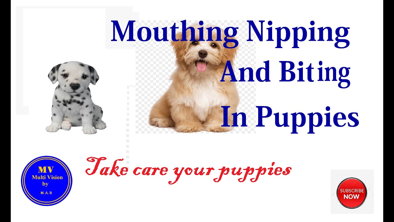Mouthing nipping and biting in puppies YouTube