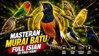 MURAI BATU FULL ISIAN TEMBAKAN MEWAH KRETEKAN KERAS SANGAT AMPUH MELATIH MURAI BATU BONGKAR ISIAN