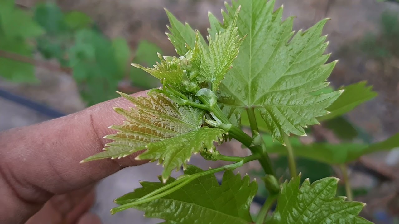 update pruning pembuahan anggur transfigurasi 10 hari setelah pruning.