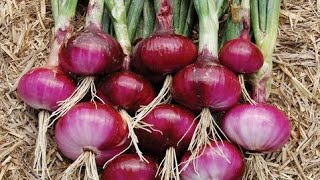Do This Simple Thing For Larger Onions
