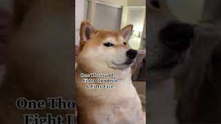 I’ve been going through something. 1855 days. TikTok Trend (Dog)