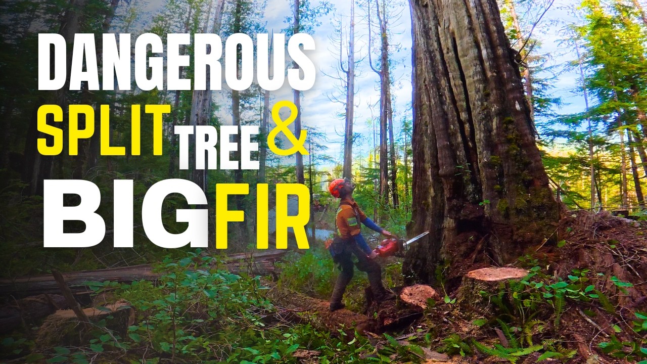 New Cutblock above the Road | Opening-up