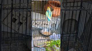 #birds #birdbreeding #मैंतोतामैंतोता #parrot ##rainbow #shorts #trending #trendingshorts #youtube
