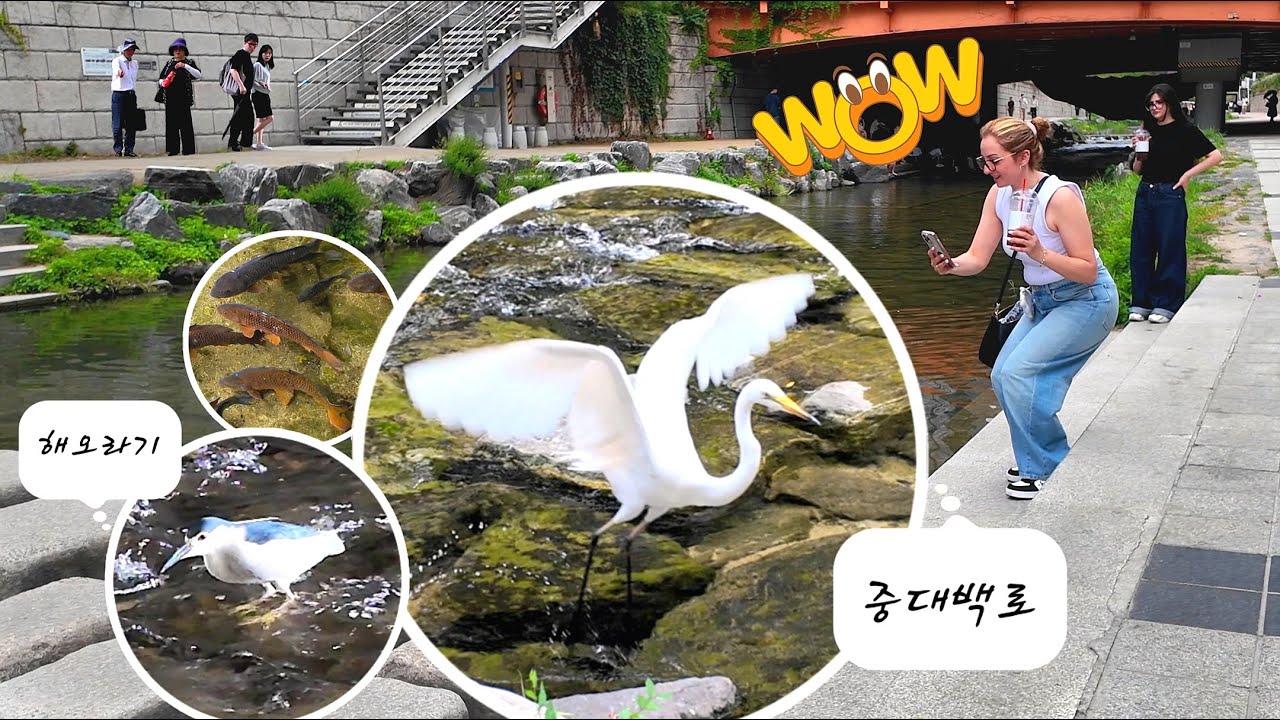 Большая цапля на ручье Чхонгечхон 🐳 Летние брызги и прохлада | 4K