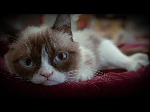 Video: Grumpy Cat: Reasons For The Unusual Appearance Of A Sad Cat And The History Of The Popularity Of The "grumpy Cat", Photo