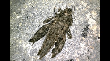 The Jurassic Coast Collection - Insect Fossils from the Jurassic