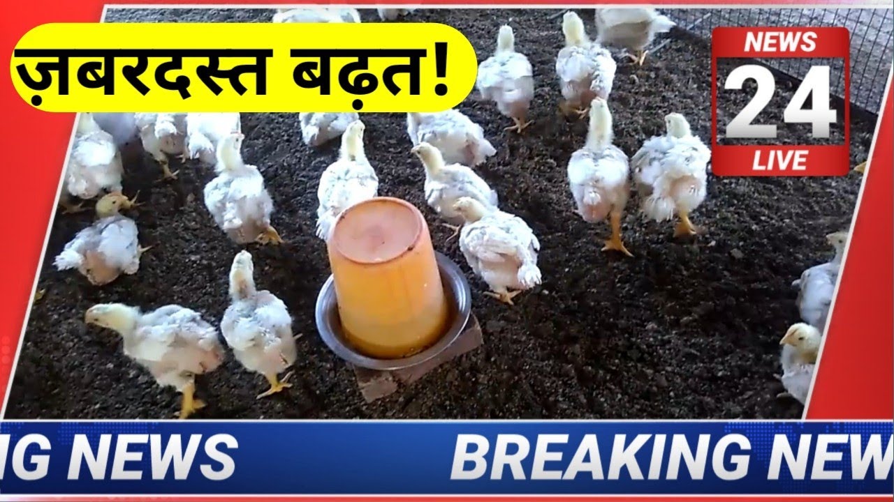 मुर्गा रेट latest chicken rates today aaj ka thok murga mandi rate