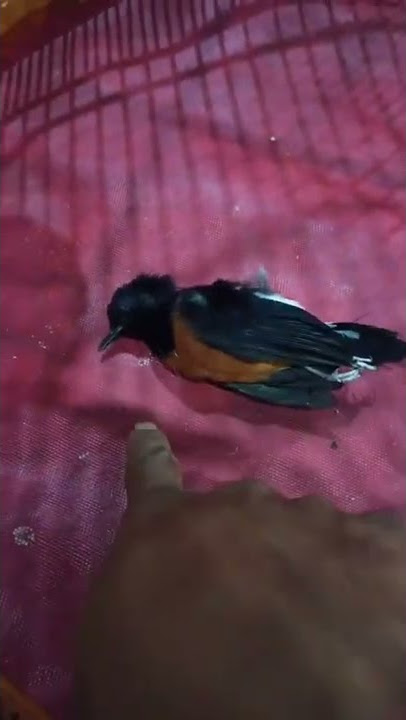 burung murai batu kesayangan sedang tidur dibawah sangkar #muraibatu#storywa#dagelanvideo