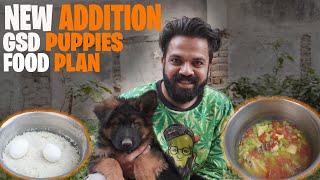 German Shepherd PUPPIES | Homemade food for gsd puppies | Best Food for gsd puppies- Raja Dani