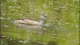 Cotton Pygmy Goose (Nettapus coromandelianus)