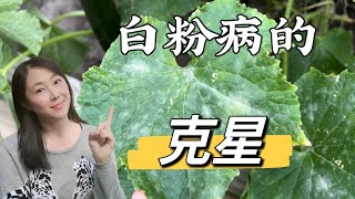 【Garden 89】How to treat and prevent powdery mildew 防治白粉病的最有效方法 by 袭小厨和她的菜园子Delightful Garden 343,462 views 1 year ago 8 minutes, 39 seconds