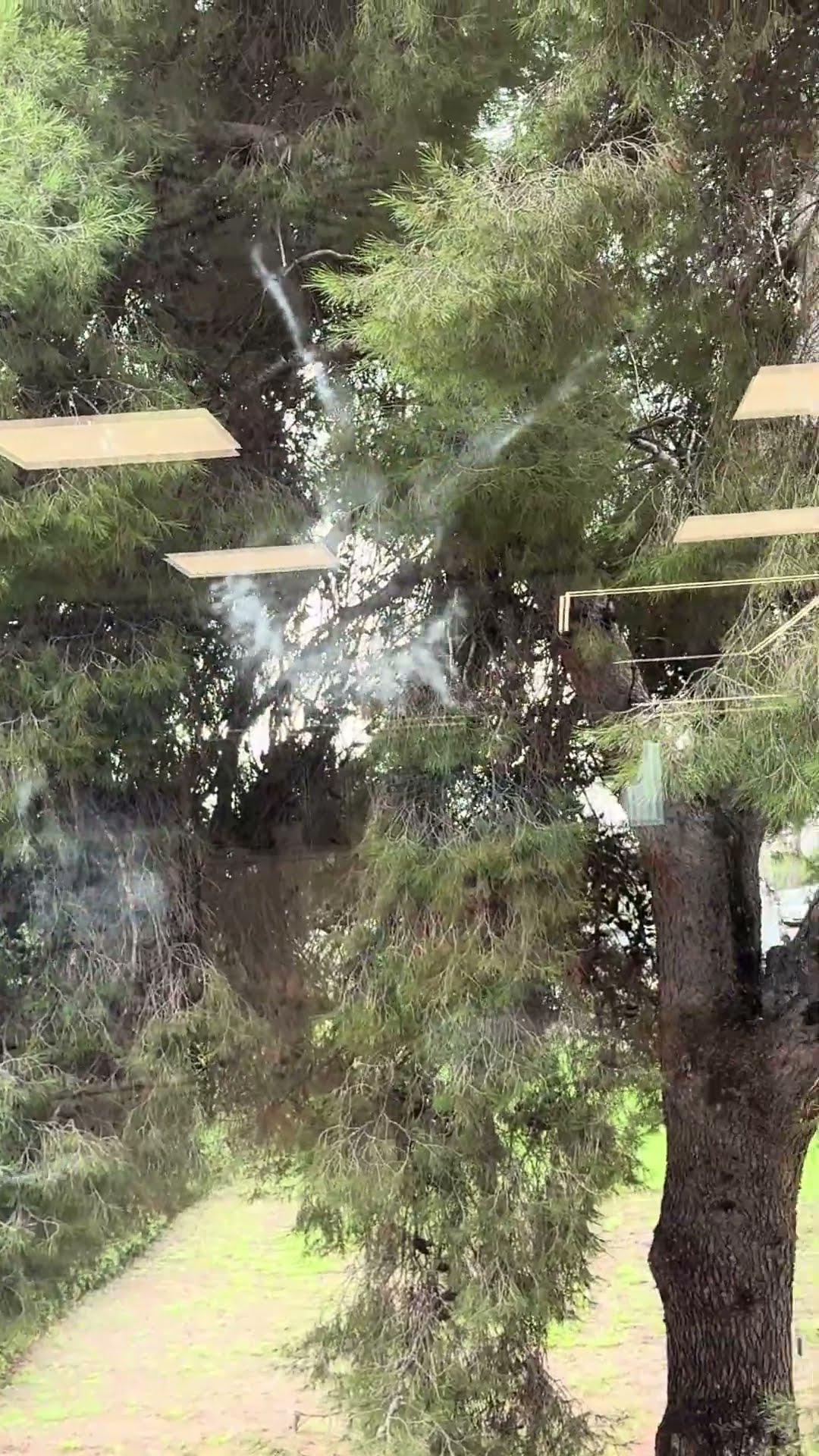 Dove's Imprint Found on Glass After Apparent Collision