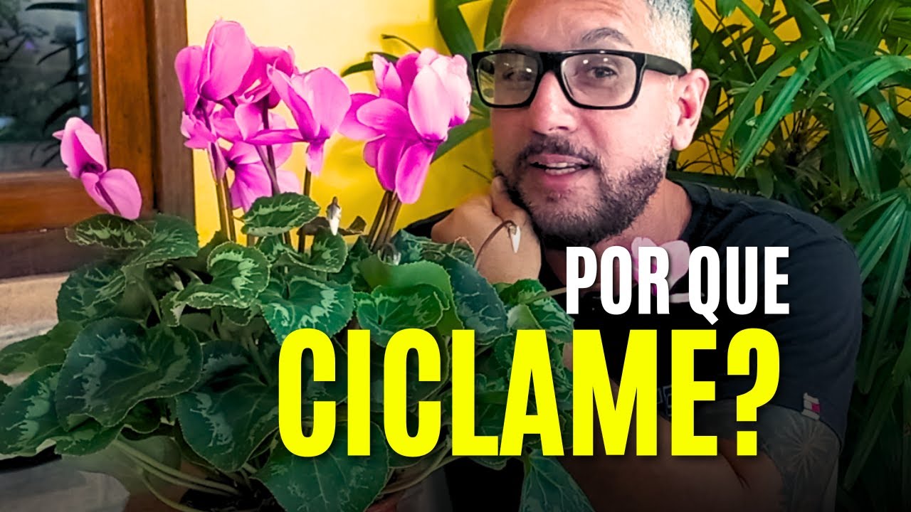 CICLAME: COMO CUIDAR E CULTIVA DESSA BELÍSSIMA PLANTA DE INTERIOR