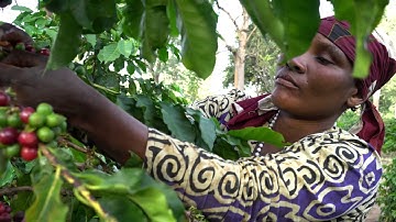 Global Cooperation and Complexity, Part 1