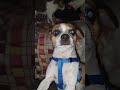 sissy Kitty baby brother dog kiss and then