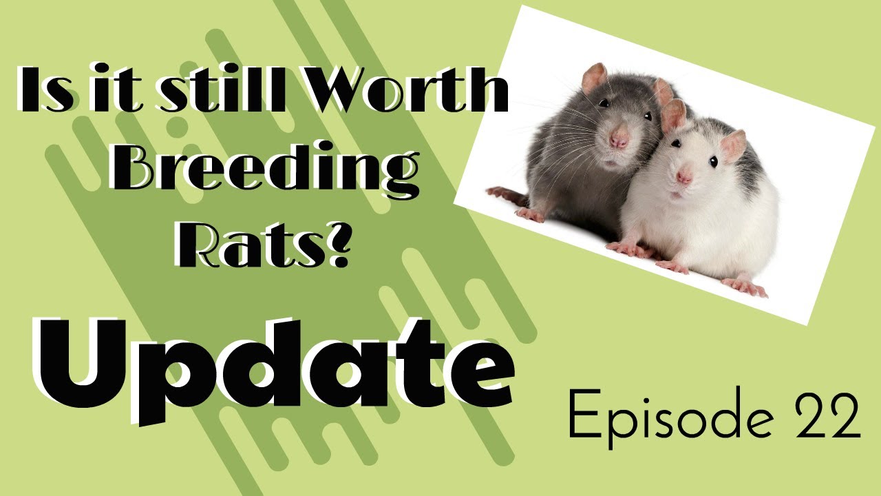 Rat Update Is it still Worth Breeding Rats? Update - YouTube