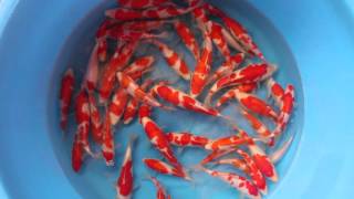 0803-0061 Murata Kohaku Tosai Mix 15-25cm 3-4 Sterne / 1 Box 50 Koi