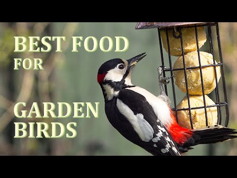 The ONLY Food you need to attract Birds to your garden.