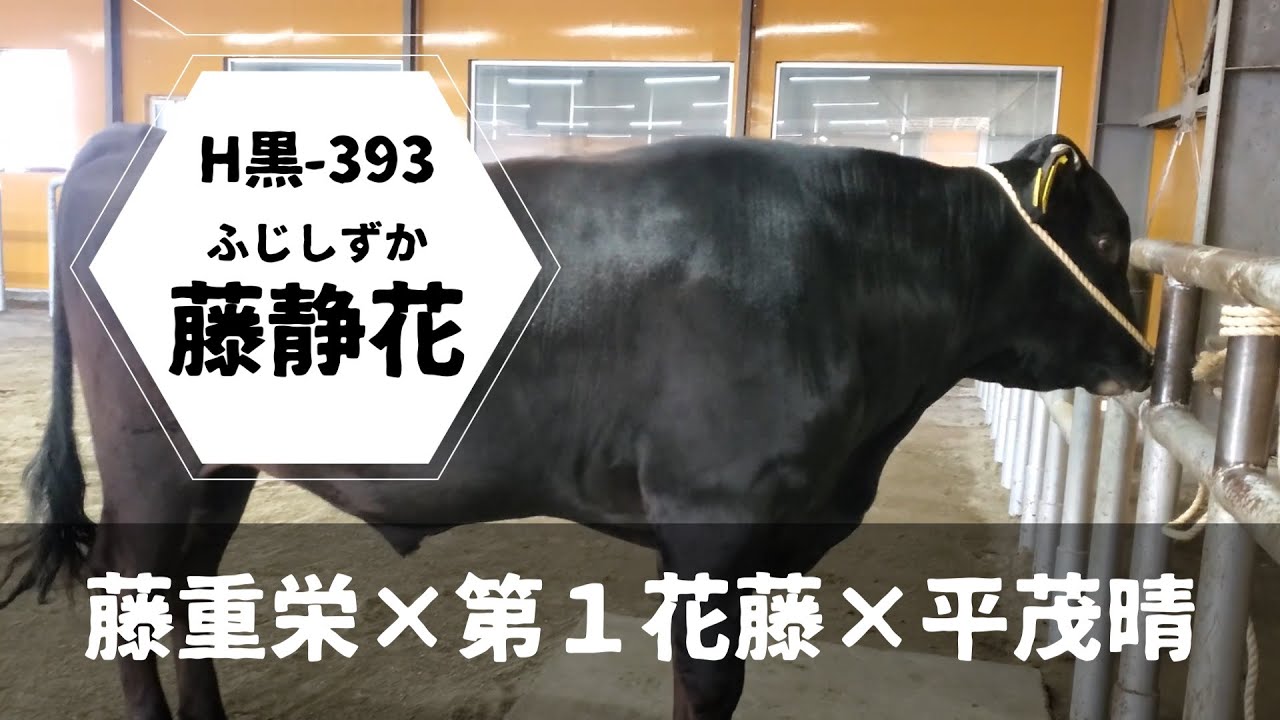 H黒-393 藤静花 - YouTube
