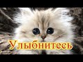 Смешное про животных|Приколы с котами| Видео про котов| Кошки|Позитив|Создай себе хорошее настроение