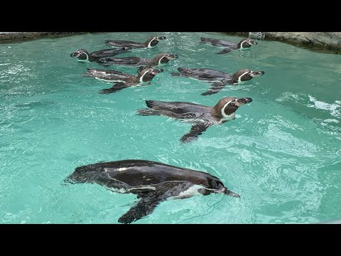 三和観光農園（大賀ブルーベリー農園）の紹介動画サムネイル