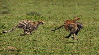 Wonderful Baboon Chasing Cheetah To Save Impala || Cheetah Hunting Fail