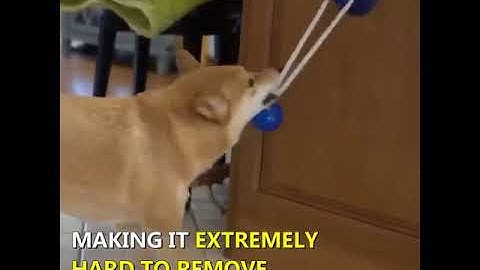 Dogs Interactive Suction Cup