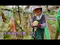 ころたん栽培 失敗後の収穫 iwao正明