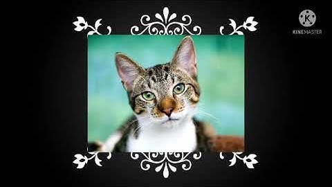 بریج کورس رہنمائی جماعت دوم اردو چوتھا دن BRIDGE COURSE STD 2 URDU 4 DAY