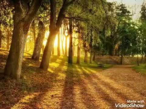 سورة المعارج جمال الدين خير  