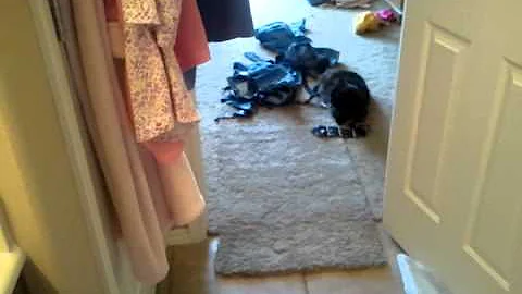 Fun with some ties and a kitty