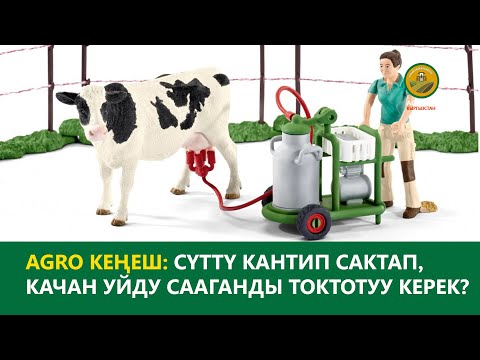 Video: Кантип сүттү сүт менен азыктандырса болот