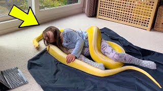 Python Refuses To Leave 7-Year-Old Girl’s Side – What The Camera Captured Left Everyone STUNNED! Profile