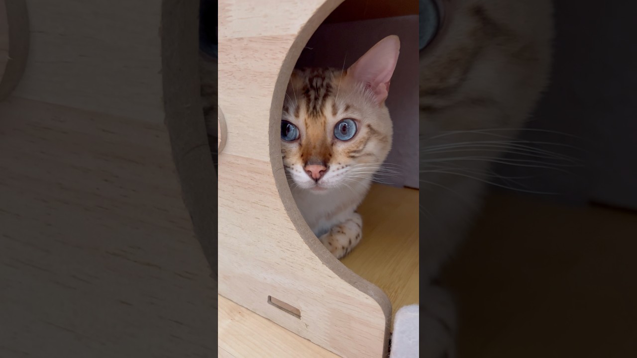 i love you very much 😉🤗😘 #bengalcat #cat