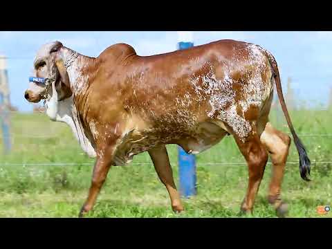 LOTE 19   CONSAGRADA F MUTUM   MUT 6197