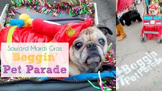 St. Louis Mardi Gras Beggin' Pet Parade 2016