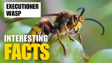 Exploring the Fascinating World of  Executioner Wasp  | Interesting Facts | The Beast World