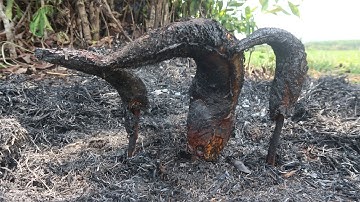 Cá lóc nướng um rơm siêu ngon-ẩm thực ngoài cách đồng-Đậm chất dân dã đồng quê