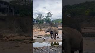 Holocaust Ceza #ceza @CEZAChannel #köln #zoo #urlaub #holiday #holidays #tatilyerleri #shorts