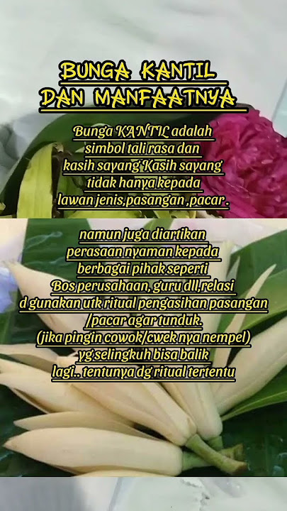 Bunga Kantil dan manfaatnya #bunga #kembang #ritual