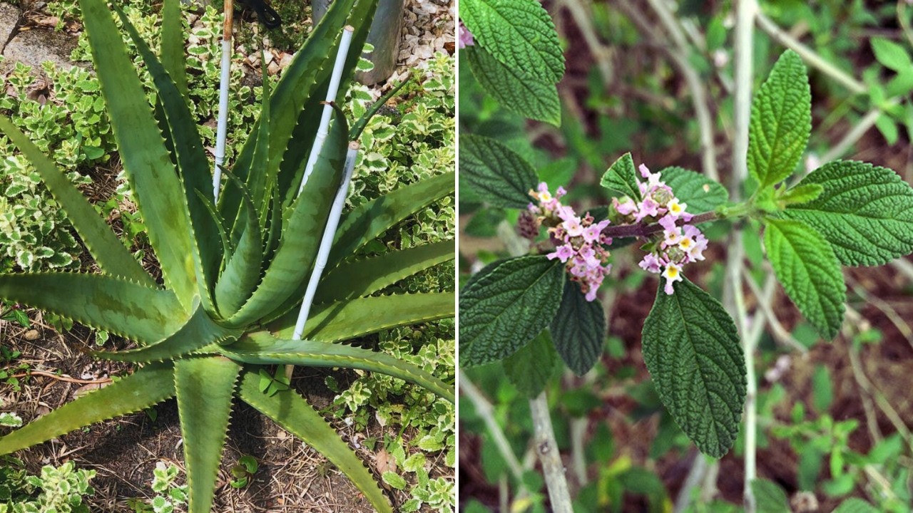 20 plantas medicinais mais incríveis que você deve ter em casa