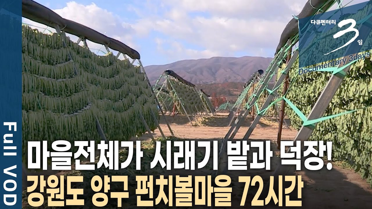 해발 500m 높은 봉우리로 둘러싸인 분지. 시래기가 유명한 양구 펀치볼마을 72시간 [다큐3일 KBS 20181111 방송]