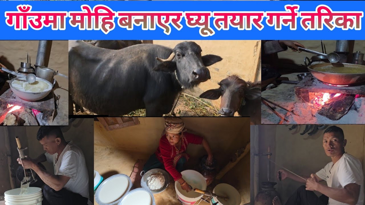 गाँउ घरतिर परमपरागत तरिकाले काठकाे ठेकीमा माेहि बनाउने तरिका|गाँले जीवन||Nepali Rover|||