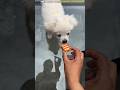 Chiko Got the Special Candy!😱 mini wood toy / wood working art skills /wood / hand / crafts#shorts