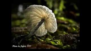 Bugs Slide Show.