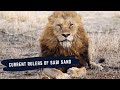 CURRENT RULERS OF THE SABI SANDS GAME RESERVE - EPISODE 2 - NOVEMBER 2021 UPDATE