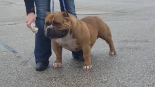 Grand champion muscletone s Mr bean