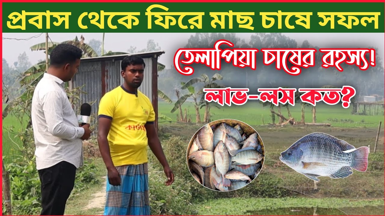 মনোসেক্স তেলাপিয়া চাষ করে সফল হওয়ার রহস্য জানুন! মধুপুর এগ্রো তেলাপিয়া মাছ চাষ। মনোসেক্স তেলাপিয়া।